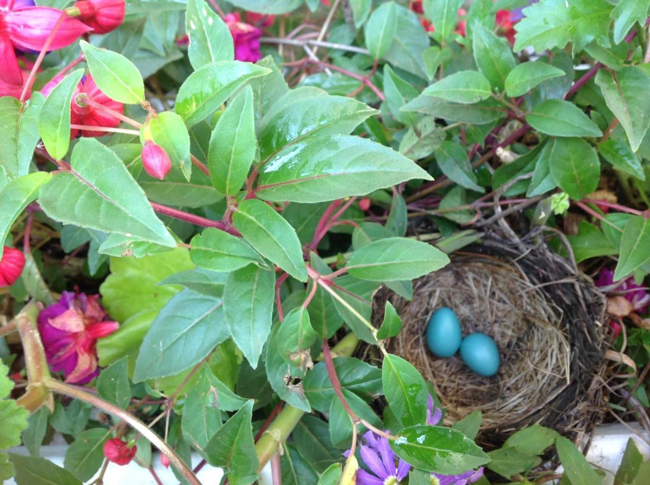 Robins Nest Bed&Breakfast Cody Exterior foto